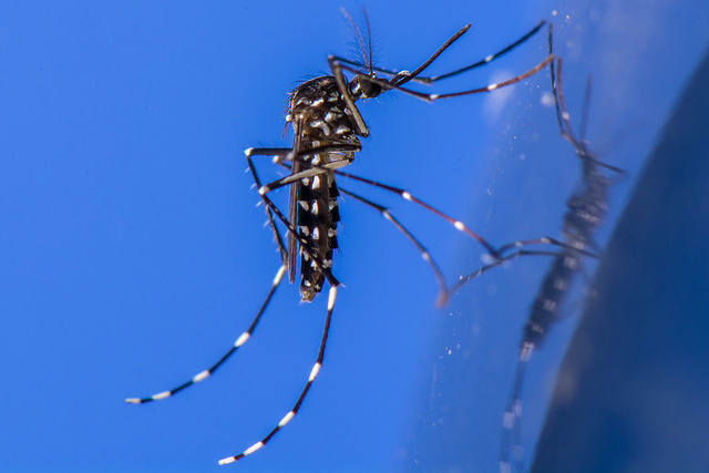 Aedes albopictus, Eric Stavale 
