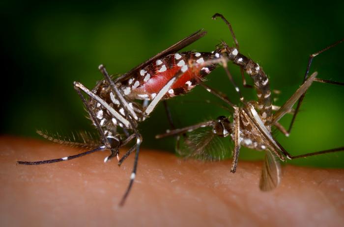 Aedes albopictus, James Gathany